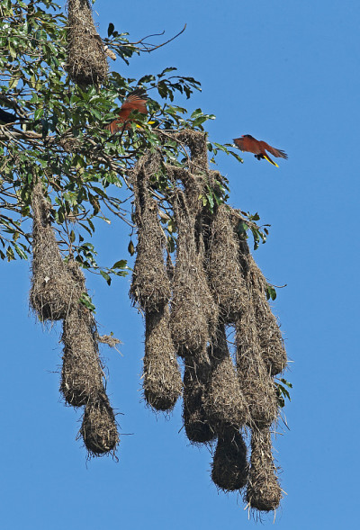 蒙特祖玛Oropendola
