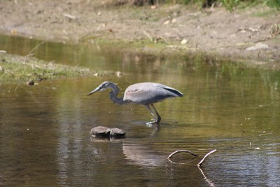 Blue Heron