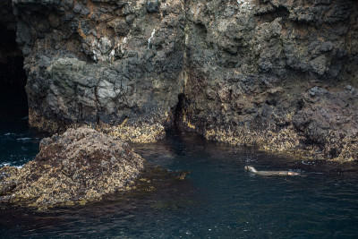 加州海狮在岩石海岸线游泳