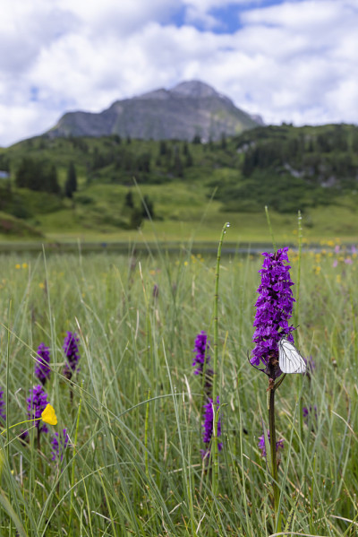 黑脉白蝶、山菖蒲及石南花或沼地花(Dactylorhiza maculata)