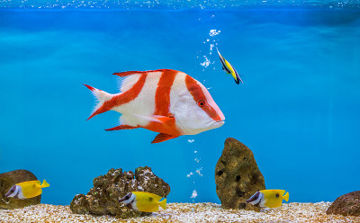 水族鱼缸里的卢加努斯
