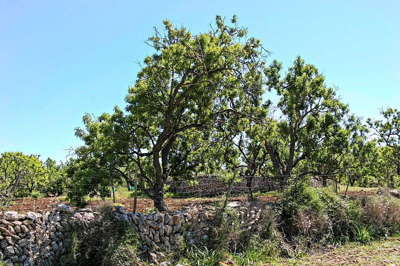 马略卡岛，风景如画的阿尔塔