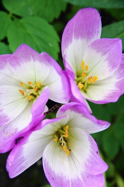 番红花。