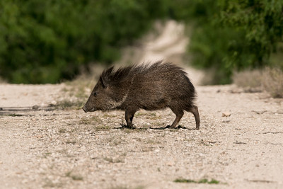 德克萨斯州南部的Javelina