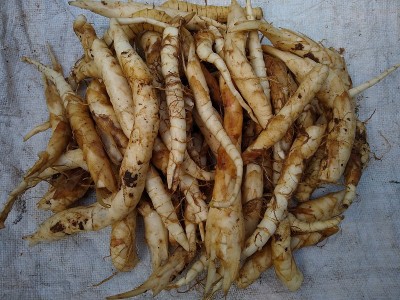 生竹芋或芦笋堆，新鲜食物