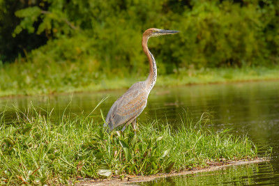 歌利亚鹭(Ardea Goliath)或巨鹭，乌干达默奇森瀑布国家公园鹭科的一种涉禽。