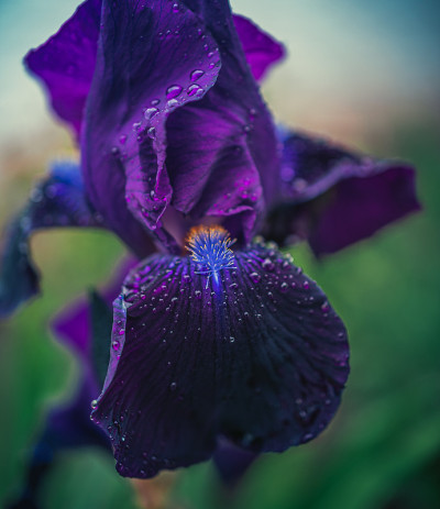 虹膜花