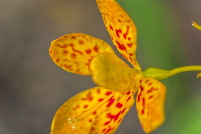 豹莉莉
