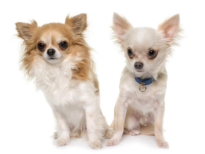 年轻知识分子的吉娃娃犬