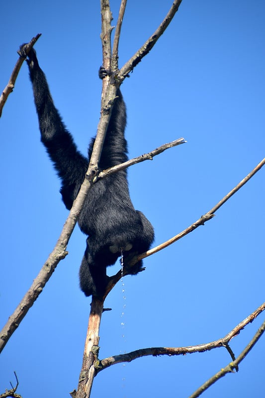 gibbone siamango