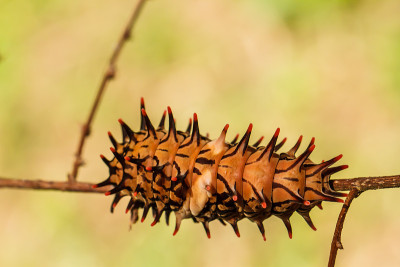 卡特彼勒黄金birdwing