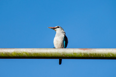 乌干达恩德培林地翠鸟(Halcyon senegalensis)栖息在一根金属柱上，嘴里叼着一只老虎