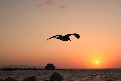 海鸥在夕阳下的背光中飞翔