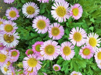 新英格兰aster