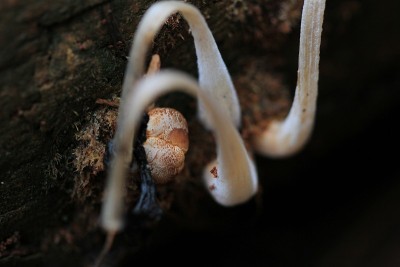 照片聚焦在一个白色的蘑菇粘在树干上