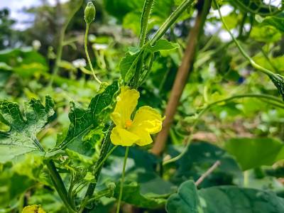 苦瓜(Momordica charantia)是葫芦科的一种热带和亚热带藤本植物，因其果实可食用而广