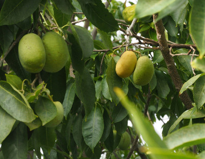 zapote意义