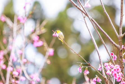 鸟日本白眼和樱花