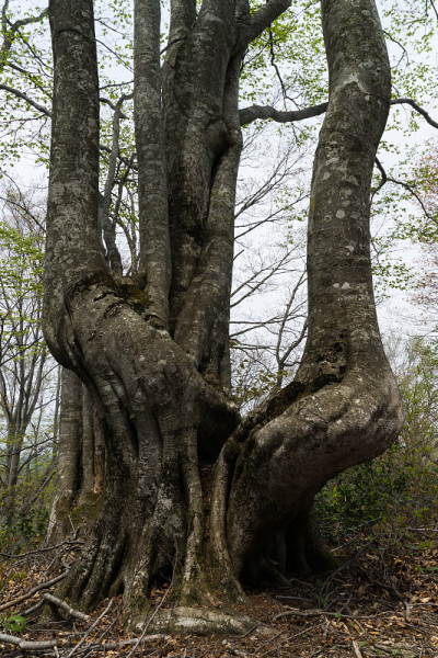 山毛榉树