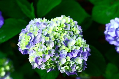 绣球花在雨季闪闪发光(日语翻译:绣球花只在雨季发光)