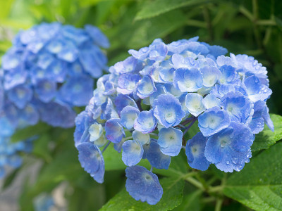 绣球花雨后盛开