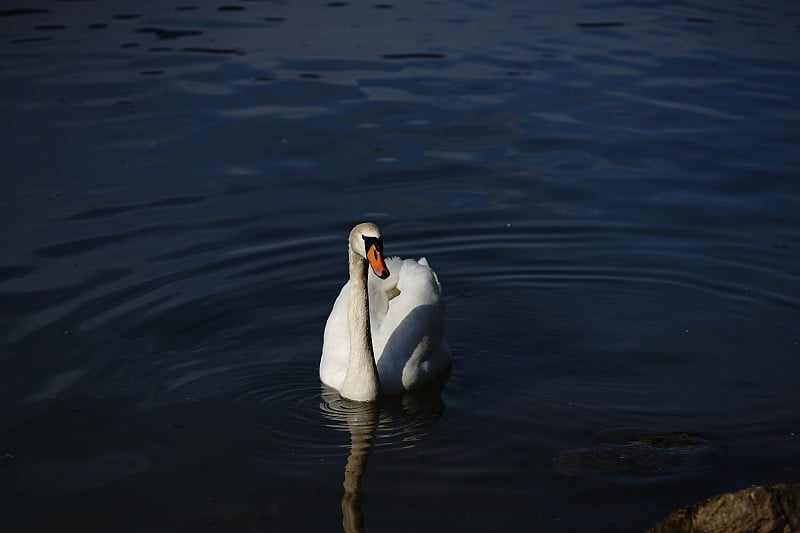 水里的天鹅。Waterbird