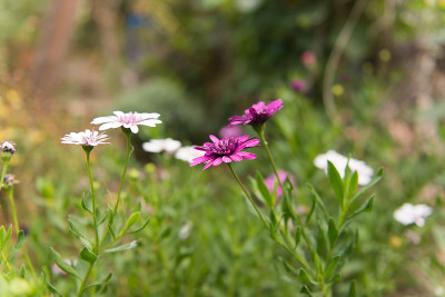 骨花雏菊生长
