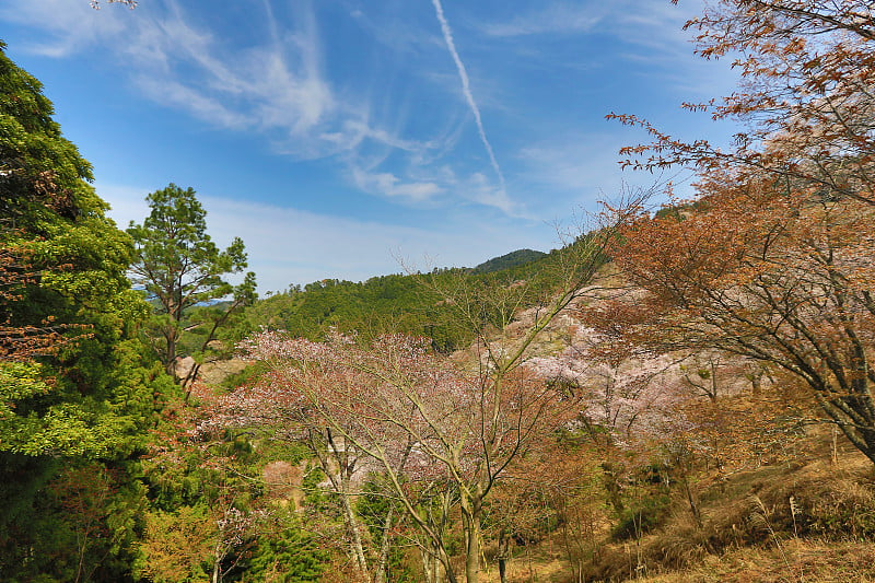 吉野樱花