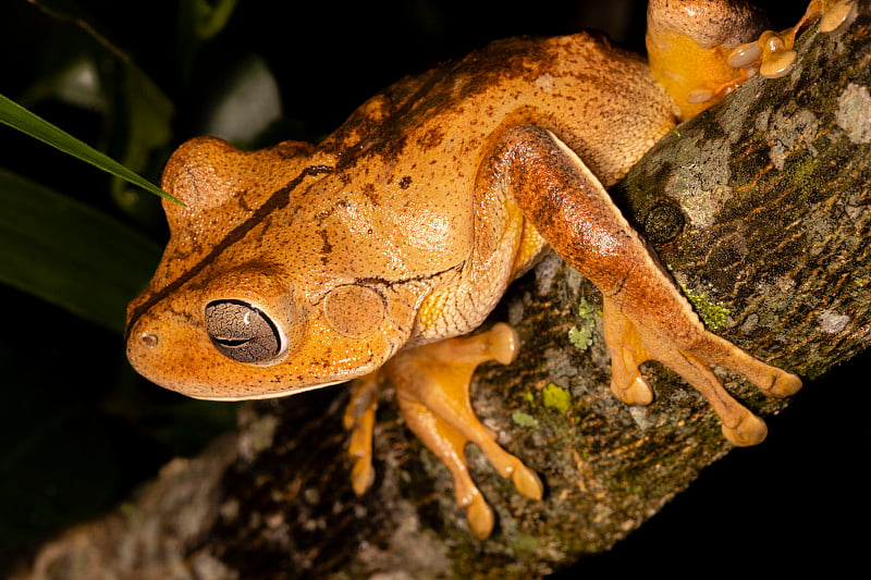 铁匠树蛙，铁匠树蛙，或铁匠蛙(Hypsiboas faber或Boana faber)是青蛙科的一种