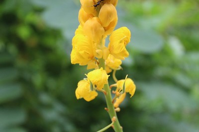 黄色花的癣灌木或蜡烛灌木(Senna alata)被称为akapulko，由于它的泻药，泻药和抗真菌