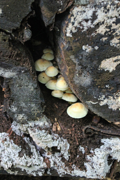 森林中的硫丛蘑菇