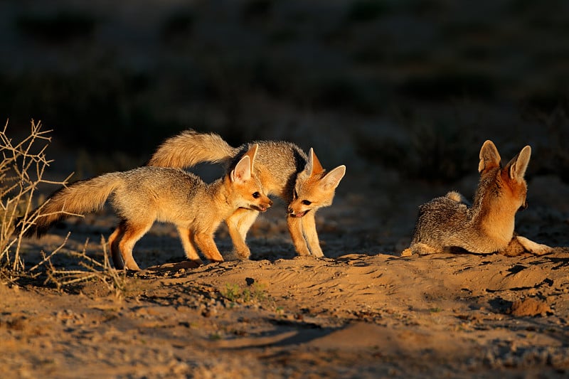 南非喀拉哈里沙漠，清晨的阳光下，Cape fox (Vulpes chama)在他们的巢穴