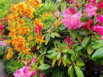 春天的花朵