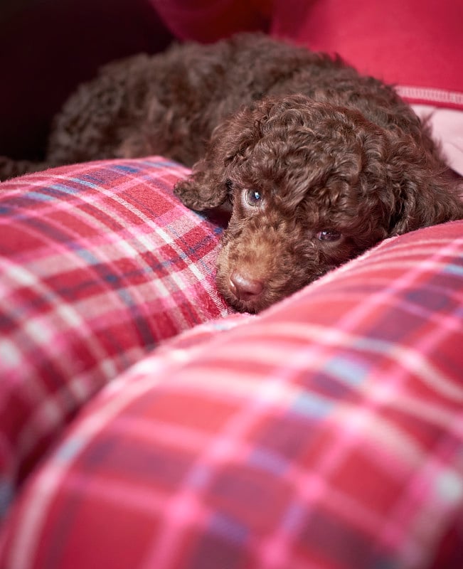 迷你贵宾犬小狗