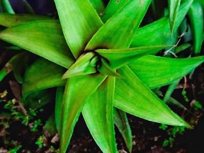 减毒Haworthia