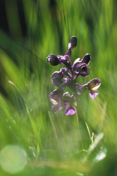 Orchis morio