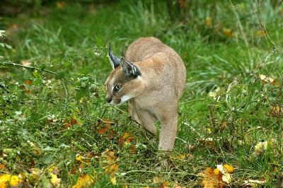 野猫，野猫，成年野猫站在草地上