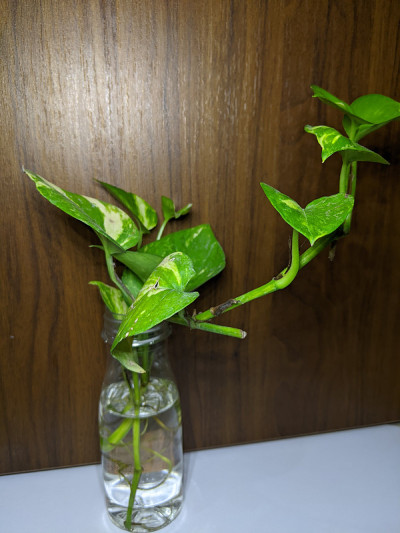 在一个塑料瓶上种植一个金色的epipremum，与木材背景隔离