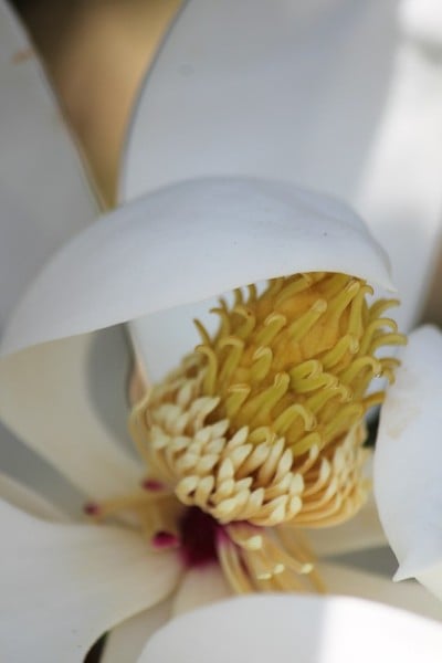 玉兰花