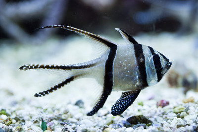 骄傲的鲤鱼(Pterapogon kauderni)。
