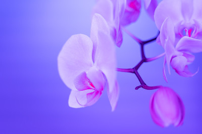 霓虹灯光下的兰花花，软焦点复制空间，趋势2020色淡蓝，经典蓝色