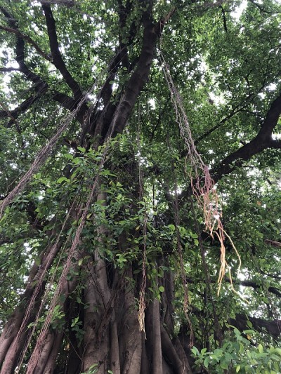 本杰明无花果树