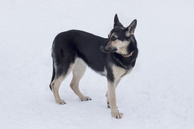 可爱的东欧牧羊犬站在冬季公园的白雪上，望向远方。宠物动物