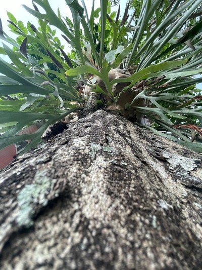 燕窝兰花紧贴着植物