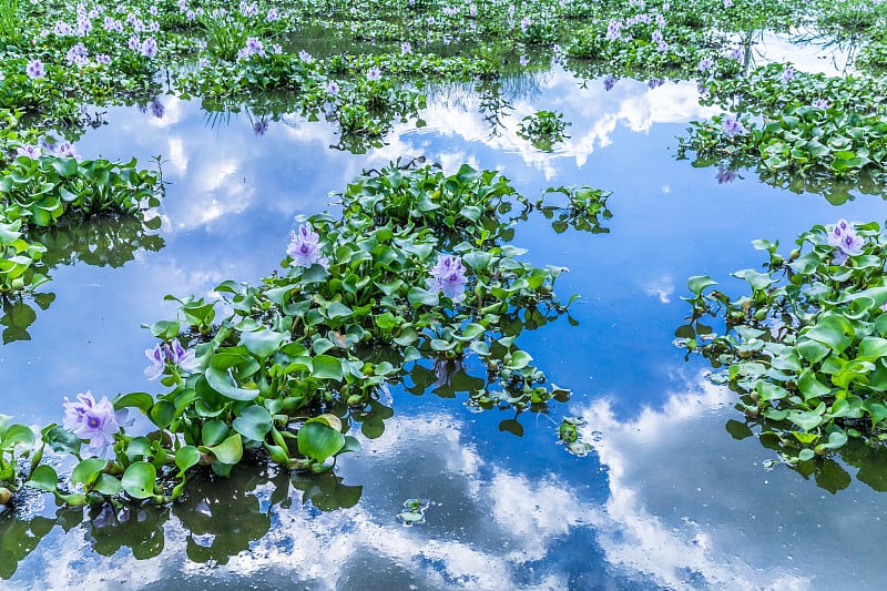 水葫芦和夏日的天空