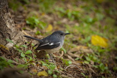 东方magpie-robin