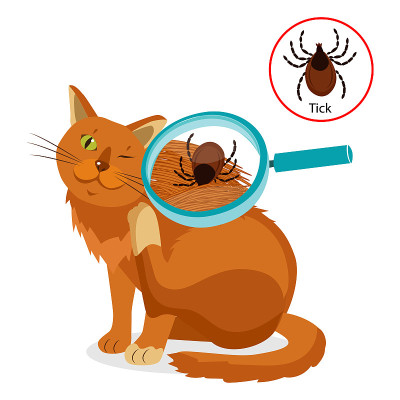 猫的寄生虫。关于猫寄生虫知道些什么?在猫的皮毛上打勾作为一个近距离放大矢量。