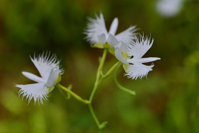 白色的白鹭花