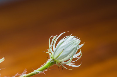 仙人掌花盛开了