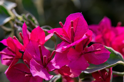 叶子花属花